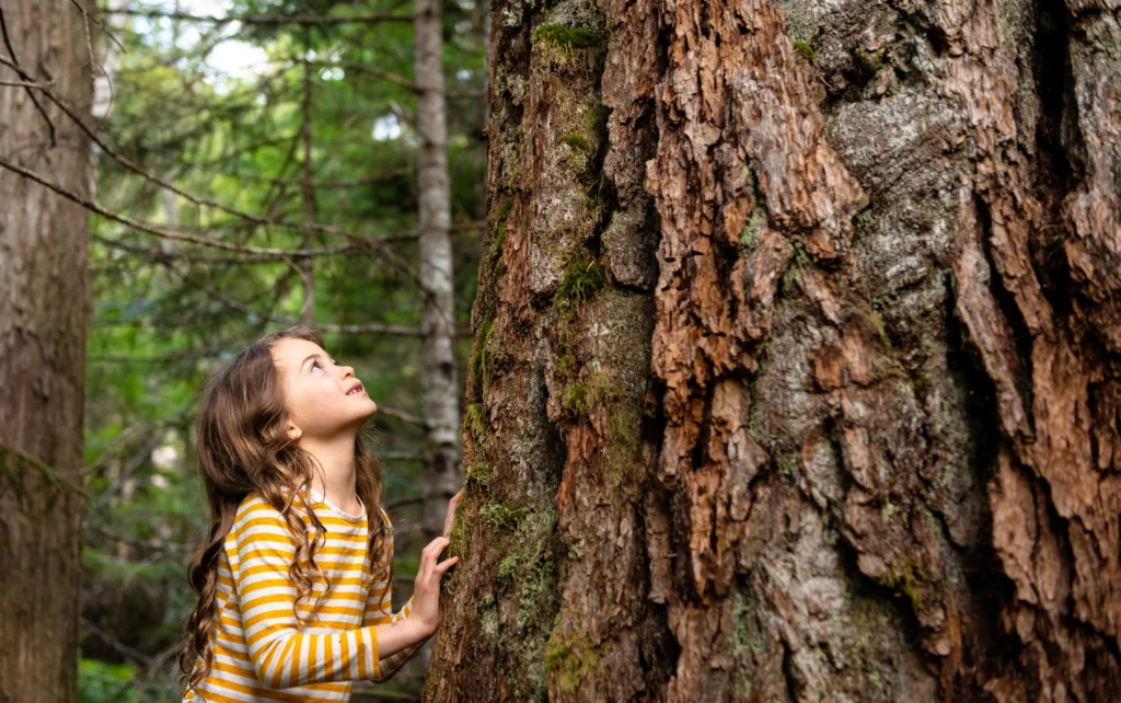 WaldFreiRaum (4) WaldFreiRaum